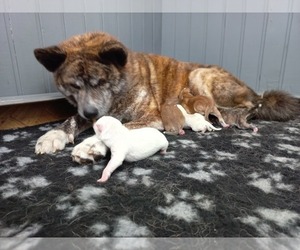 Mother of the Akita puppies born on 10/30/2021