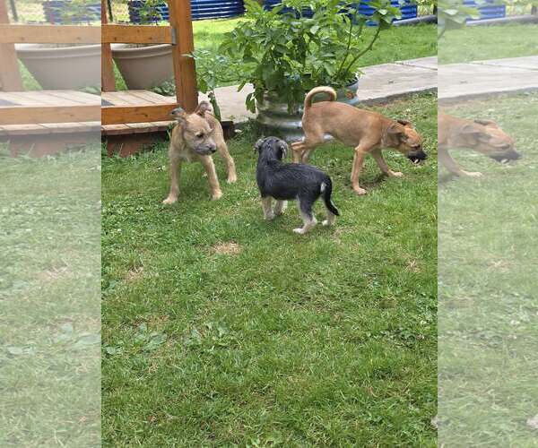 Medium Photo #5 Chihuahua-Wheaten Terrier Mix Puppy For Sale in Arlington, WA, USA
