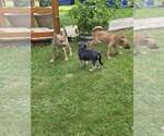 Small #4 Chihuahua-Wheaten Terrier Mix