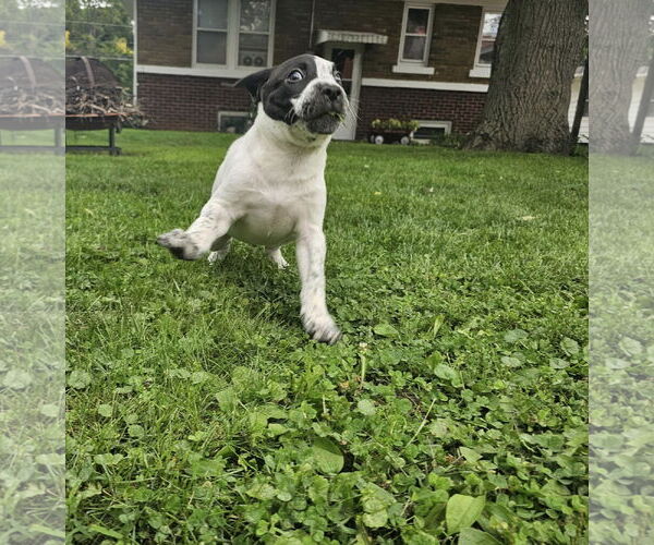 Medium Photo #3 Mutt Puppy For Sale in Waterloo, IA, USA