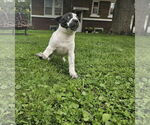 Small #2 Mutt