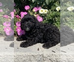 Small #3 Lhasa Apso-Poodle (Toy) Mix