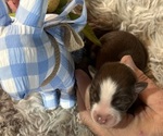 Puppy Jewel Australian Shepherd