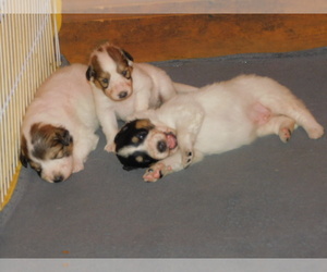 Scotch Collie Puppy for sale in WINDSOR MILLS, OH, USA