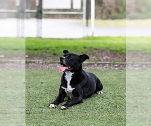 Bones - Male Siberian Husky-Unknown Mix Dog for Adoption - Photo #2