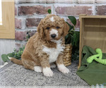 Small #1 Goldendoodle mix (+ Poodle Standard)