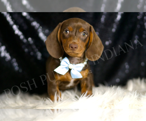 Medium Photo #3 Dachshund Puppy For Sale in WARSAW, IN, USA