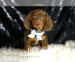 Small #2 Dachshund