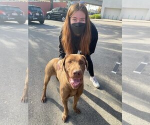 Delilah - Female Chesapeake Bay Retriever Dog for Adoption - Photo #8