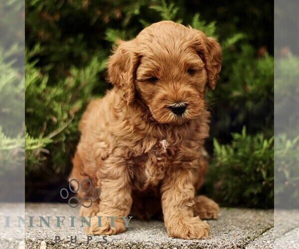 Medium Photo #4 Goldendoodle (Miniature) Puppy For Sale in KINZERS, PA, USA