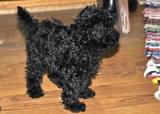 Poodle (Toy) Puppy for sale in GLENWOOD CITY, WI, USA