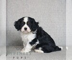 Small #2 Cavalier King Charles Spaniel
