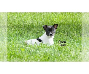 Rat-Cha Puppy for sale in CLARE, MI, USA