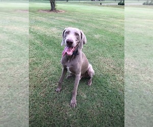 Father of the Weimaraner puppies born on 08/12/2023