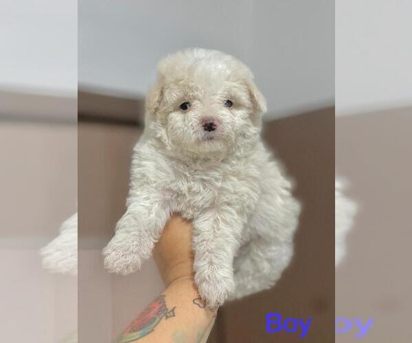 Medium Photo #2 Maltipoo Puppy For Sale in BALDWIN PARK, CA, USA