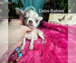 Small #2 Chihuahua