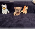 Puppy Pink Collar French Bulldog