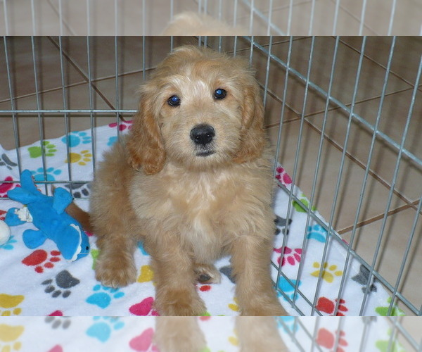 Medium Photo #4 Goldendoodle (Miniature) Puppy For Sale in ORO VALLEY, AZ, USA