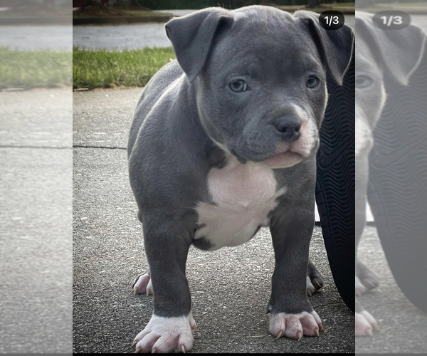 Medium Photo #1 American Bully Puppy For Sale in ELLENWOOD, GA, USA