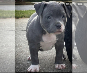 American Bully Puppy for Sale in ELLENWOOD, Georgia USA