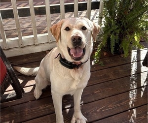 Mother of the Labrador Retriever puppies born on 05/24/2026