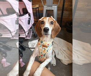 Beagle Dogs for adoption in Arlington, VA, USA