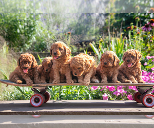 Cavapoo Litter for sale in GAP, PA, USA