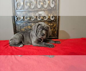 Cane Corso Puppy for sale in SWEETWATER, TN, USA