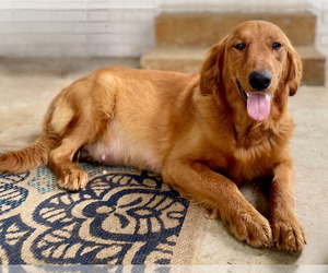 Mother of the Golden Retriever puppies born on 05/01/2025