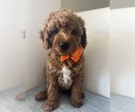 Small #2 Goldendoodle (Miniature)
