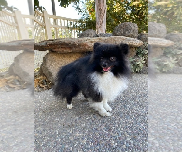 Medium Photo #1 Pomeranian Puppy For Sale in RIPON, CA, USA