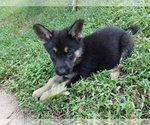 Small Photo #1 German Shepherd Dog Puppy For Sale in MONROE, NC, USA