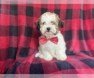Zuchon Puppy for sale in LAKELAND, FL, USA