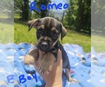 Small Photo #14 Chizer Puppy For Sale in MONTEZUMA, GA, USA