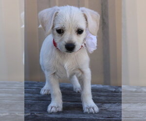 Chihuahua-Unknown Mix Dogs for adoption in Bandera, TX, USA