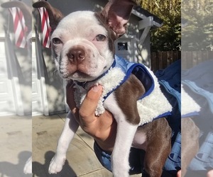 Boston Terrier Puppy for sale in STOCKTON, CA, USA
