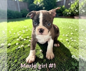 Boston Terrier Puppy for sale in MONTPELIER, OH, USA