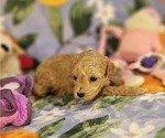 Puppy Skipper Poodle (Toy)