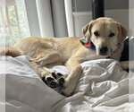 Small Photo #2 Labrador Retriever-Unknown Mix Puppy For Sale in St. Louis Park, MN, USA
