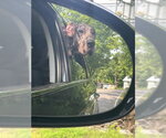 Small #2 Great Dane
