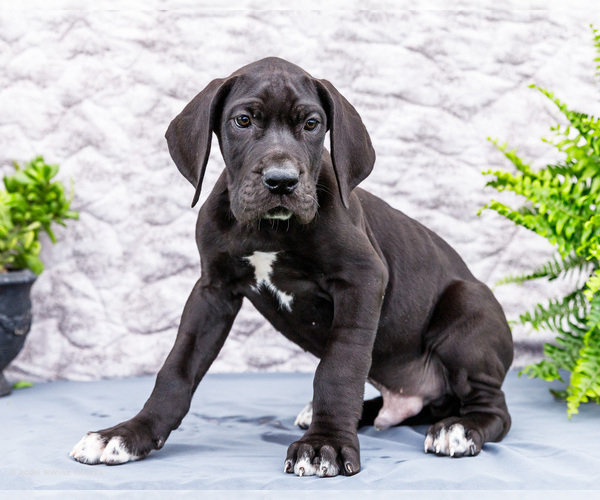 Medium Photo #89 Great Dane Puppy For Sale in WAKARUSA, IN, USA