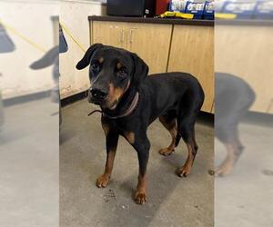 Doberman Pinscher Dogs for adoption in Camarillo, CA, USA