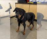 Small Doberman Pinscher