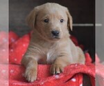 Small Goldendoodle-Labrador Retriever Mix
