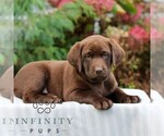 Small #2 Labrador Retriever