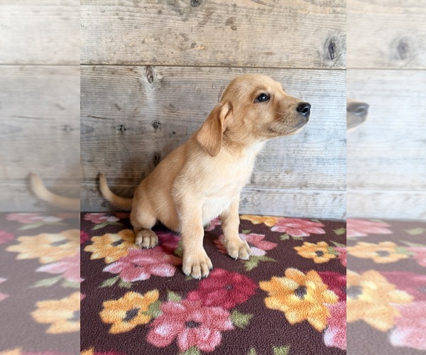 Medium Photo #7 Labrador Retriever Puppy For Sale in VERMONTVILLE, MI, USA