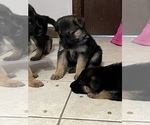 Small Photo #5 German Shepherd Dog Puppy For Sale in PITTSBORO, IN, USA