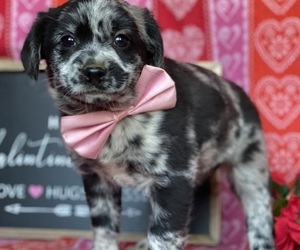 Cocker Spaniel-Schipperke Mix Puppy for sale in LANCASTER, PA, USA