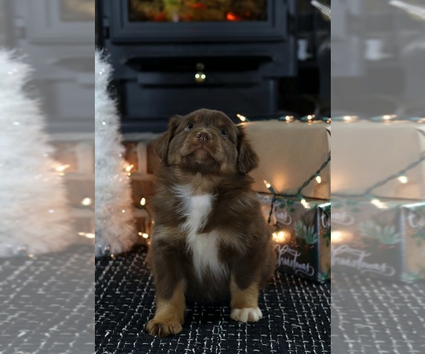 Medium Photo #1 Miniature American Shepherd Puppy For Sale in DAWSON, GA, USA