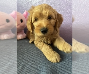 Goldendoodle Puppy for Sale in FRESNO, California USA